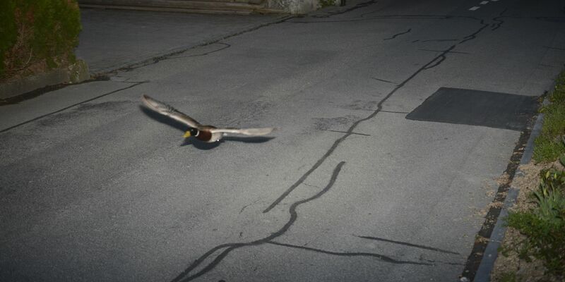 Stockenten können mit bis zu 100 km/h fliegen. - Foto: -/Gemeinde Köniz/dpa