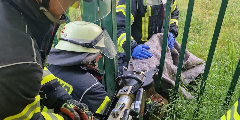 FW Celle: Celler Feuerwehr befreit Reh - Foto: presseportal.de
