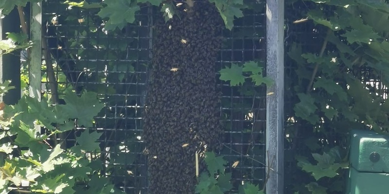 BPOL NRW: Verirrte Bienen lösen Polizeieinsatz am Bahnhof Siegen aus - Foto: presseportal.de
