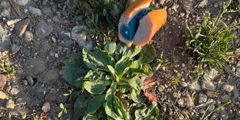 POL-PPKO: Giftköder im Bereich Koblenz-Güls - Foto: presseportal.de