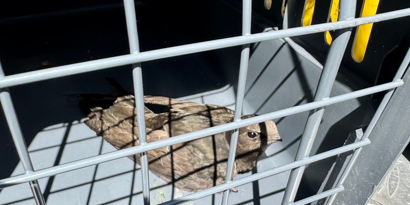 FW Dinslaken: Tierrettung in luftiger Höhe - Foto: presseportal.de