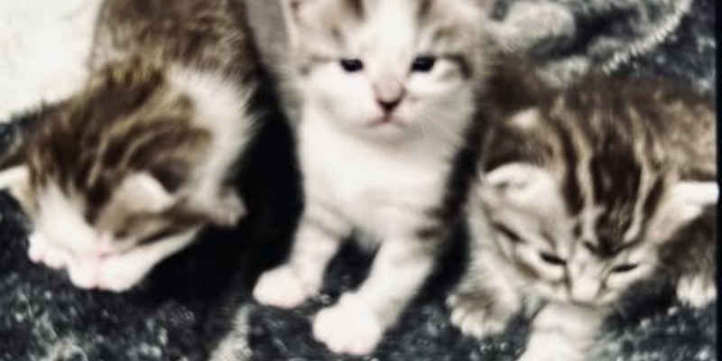 POL-DA: Fürth: Wohnungseinbruch/Fünf Katzenbabys erbeutet - Polizei sucht Zeugen - Foto: presseportal.de