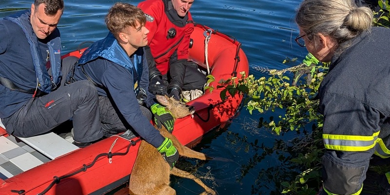 FW-DO: Feuerwehr rettet jungen Rehbock aus dem Kanal - Foto: presseportal.de