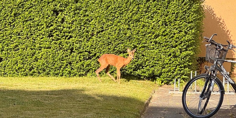 POL-Bremerhaven: Polizeibeamte befreien Reh aus Hinterhof - Foto: presseportal.de