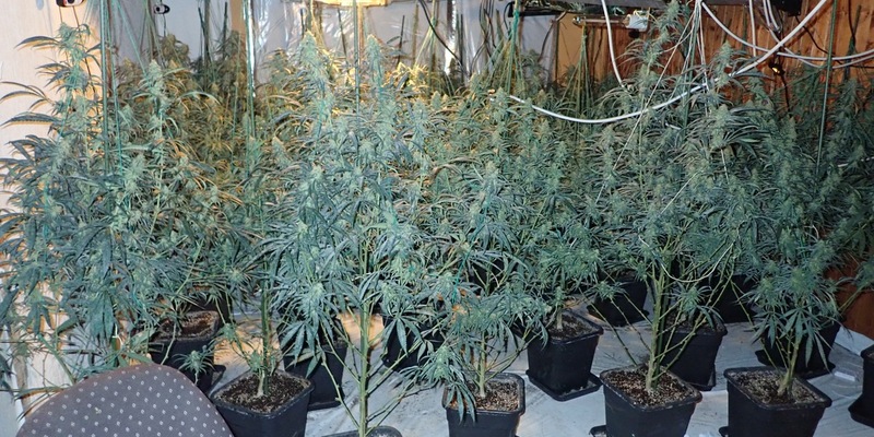 POL-ESW: Eschweger Kripo klärt Einbruchsserie und hebt Cannabisplantage aus - Foto: presseportal.de