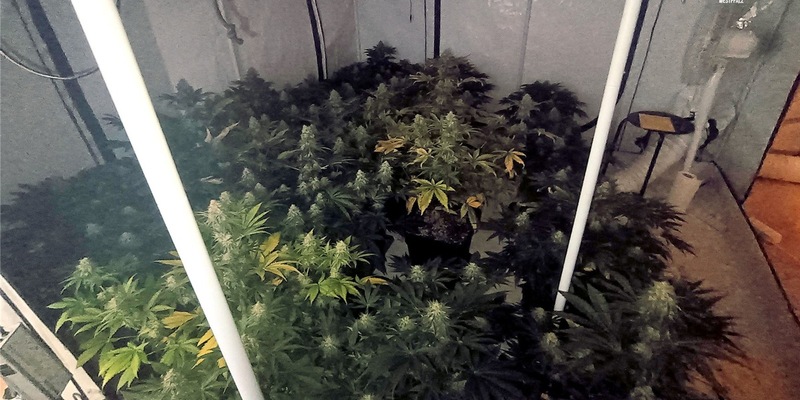 POL-PPWP: Drogen gezüchtet? - Foto: presseportal.de