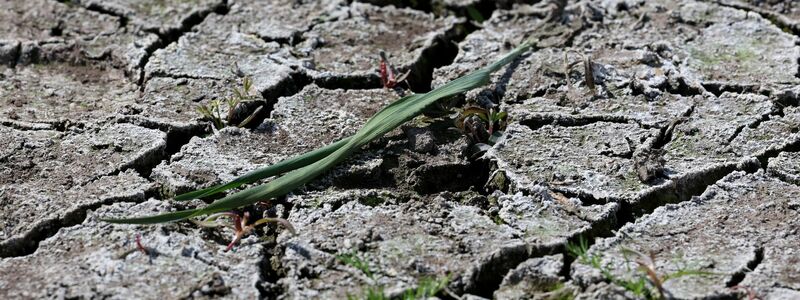 Die anhaltende Dürre hat zunehmend Folgen für Wald und Landwirtschaft. - Foto: Bernd Wüstneck/dpa