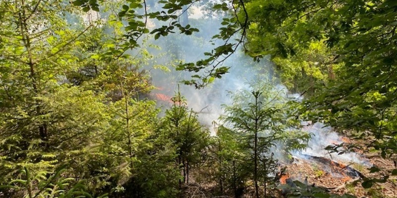 POL-PDTR: Brand eines Waldgeländes in Hermeskeil - Foto: presseportal.de
