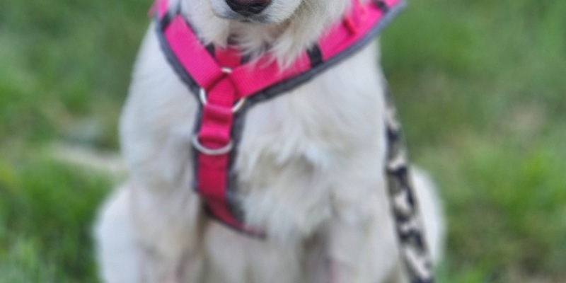 POL-AA: Westhausen: Kranker Hund ausgesetzt - Zeugen gesucht - Foto: presseportal.de