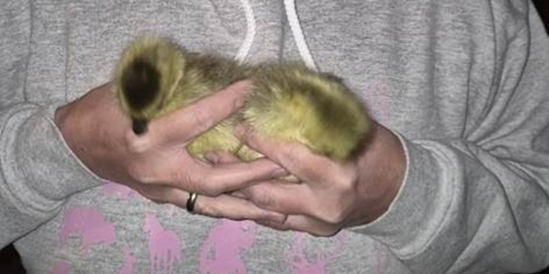 BPOL NRW: Küken auf Abwegen - Bundespolizei rettet zwei junge Gänse - Foto: presseportal.de