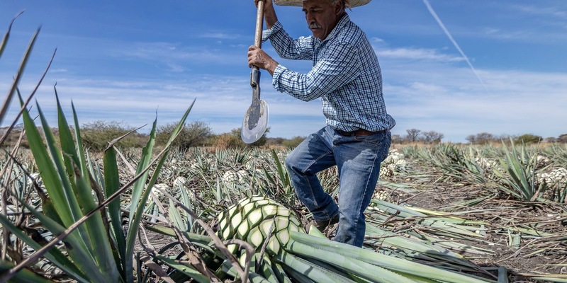 ZDF zeigt planet e.-Dokumentation über Zuckeralternativen - Foto: presseportal.de