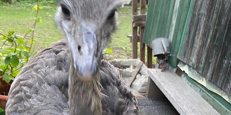 POL-SZ: Pressemitteilung des Polizeikommissariats Wolfenbüttel vom 17.06.2025: Nachtragsmeldung- Nandu wieder eingefangen - Foto: presseportal.de