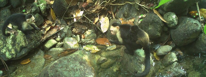 Influenzer Joker trägt ein Affenbaby und ein junger Kapuzineraffe schaut dabei zu.
 - Foto: Brendan Barrett/Max-Planck-Institut für Verhaltensbiologie/dpa