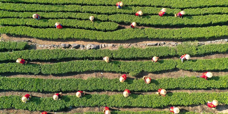Die EU übertreibt nach Ansicht des Deutschen Teeverbands bei den Regularien zum Einsatz von Pflanzenschutzmitteln beim Teeanbau. - Foto: Duan Junli/XinHua/dpa