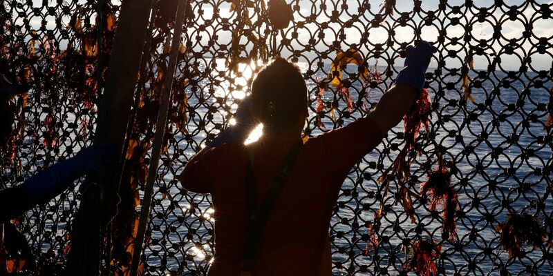 Ein Fischer an Bord eines Trawlers an der Grenze der französisch-britischen Gewässer. (Archivbild)  - Foto: Nicolas Garriga/AP/dpa