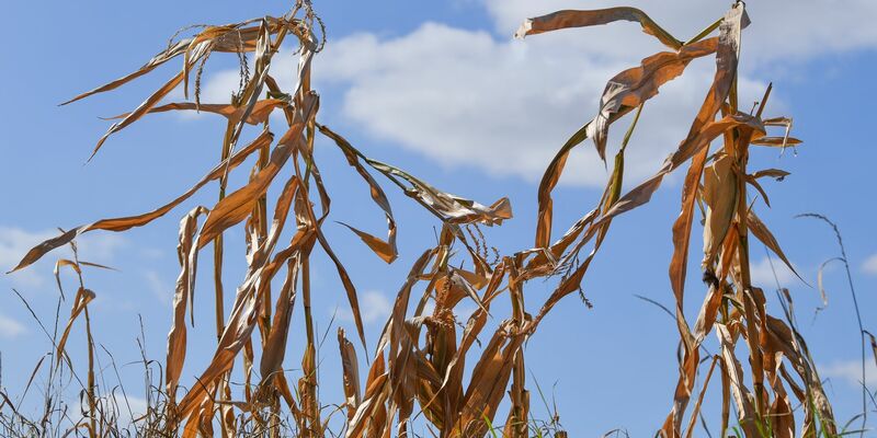 Langfristige Sommerprognosen von Wetterdiensten zeigen Tendenzen, liefern aber keine konkreten Vorhersagen für einzelne Tage oder Wochen. - Foto: Patrick Pleul/dpa-Zentralbild/dpa