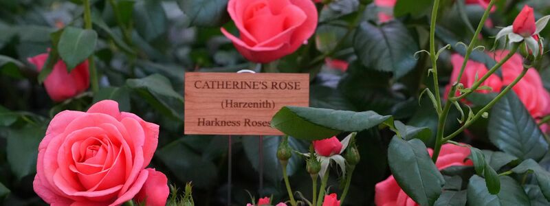 Chelsea Flower Show: Sehen und gesehen werden. - Foto: Kirsty Wigglesworth/AP/dpa