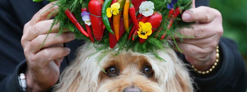 Hund Chili bekommt ein Krönchen aus Chilis aufgesetzt. - Foto: Kirsty Wigglesworth/AP/dpa