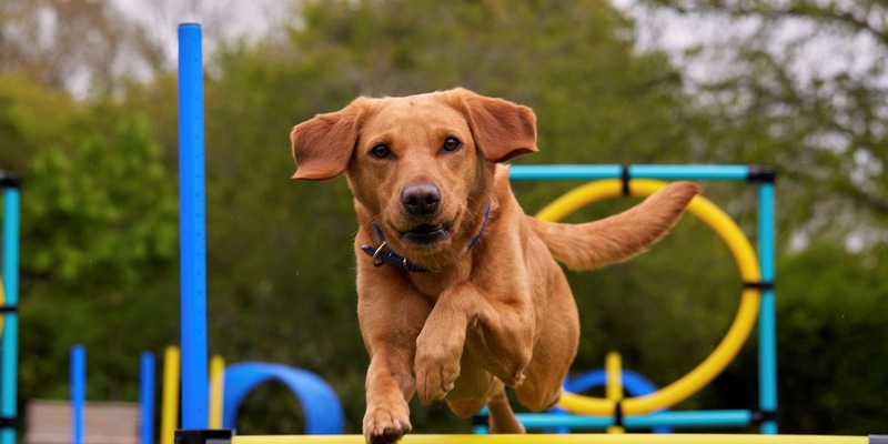 Ausgeglichen statt aufgedreht / So bleiben aktive Hunde mental und körperlich in Balance - Foto: presseportal.de