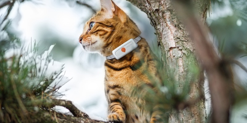 Europäische Studie widerlegt Mythos: Katzenhalsbänder retten Leben, statt sie zu gefährden - Foto: presseportal.de