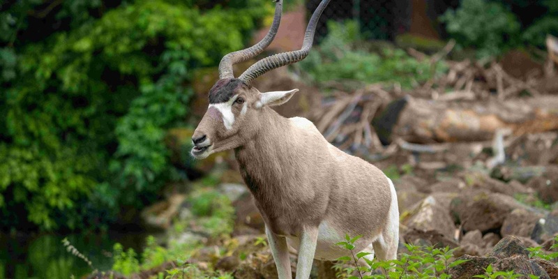Arten sterben - und mit ihnen unsere Zukunft. Zoos handeln. Die Politik muss jetzt entschlossen agieren. - Foto: presseportal.de