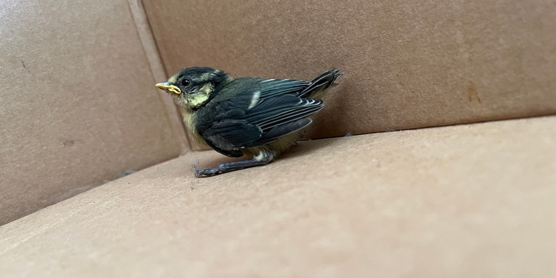 POL-UN: Unna - Polizei rettet Vogelküken und bringt es ins Nest zurück - Foto: presseportal.de