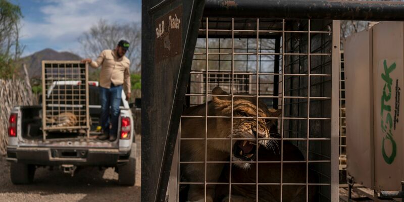 Der Umzug wird mehrere Wochen dauern. - Foto: Felix Marquez/AP/dpa