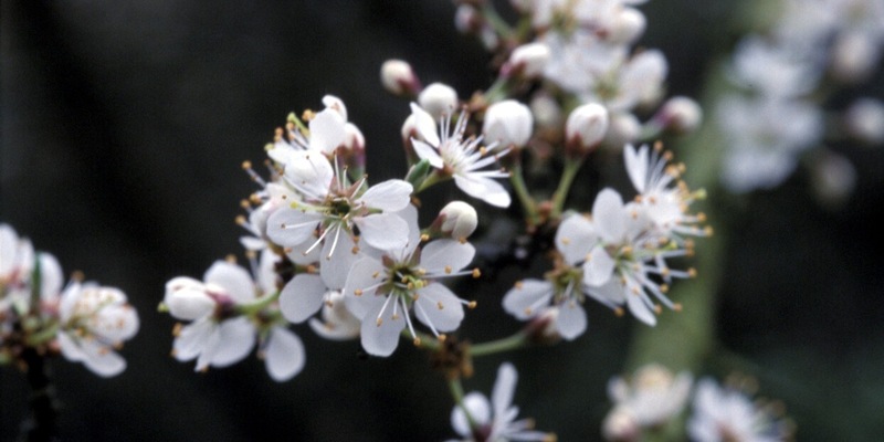 HZA-KI: Gemeinsam für den Artenschutz / Der Zoll am Internationalen Tag der biologischen Vielfalt - Foto: presseportal.de