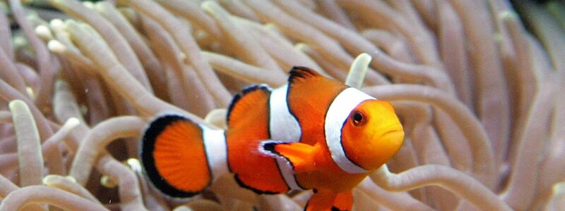 Clownfische leben im Schutz von Seeanemonen. (Archivbild) - Foto: Ahmad Yusni/epa/dpa