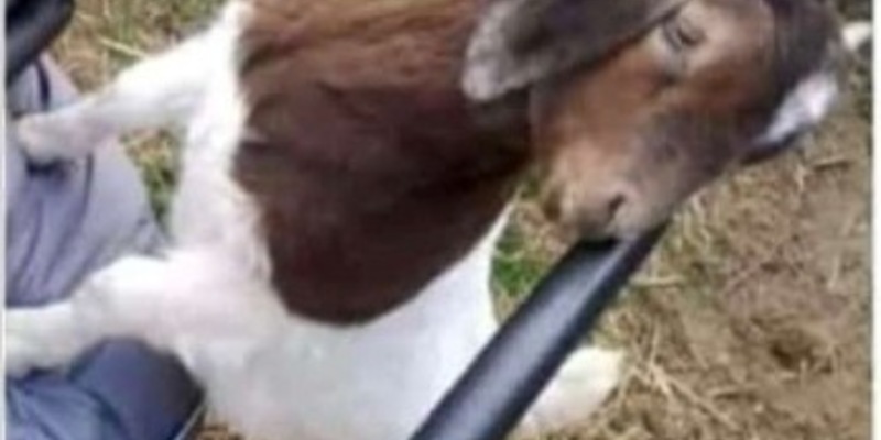 LPI-J: Hornträger als Beute - Foto: presseportal.de