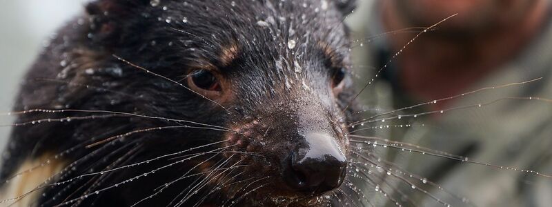 Auch viele Tiere waren betroffen, darunter bedrohte Tasmanische Teufel. - Foto: Aussie Ark/Aussie Ark via AAP/dpa