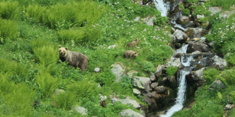 Eine Bärin geht mit ihrem Nachwuchs durch ein Tal in der Westtatra in der Slowakei. (Archivbild) - Foto: Erik Äevëìk/tasr/dpa