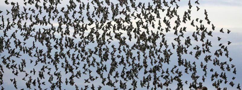 Die meisten Menschen halten sich an die Regeln in Naturschutzgebieten und fotografieren Tiere nur von Wegen und Aussichtspunkten aus. - Foto: Thomas Warnack/dpa