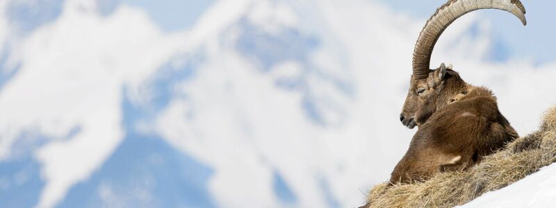 In der Allgäuer Hochalpen gibt es spezielle Führungen zu den «Big Five», wozu Steinbock, Steinadler, Gams, Murmeltier und Alpenschneehuhn zählen. (Archivbild) - Foto: Anthony Anex/KEYSTONE/dpa