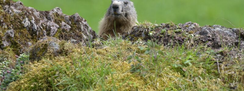 Fotos von Tieren und Pflanzen tragen auch zur Wertschätzung der Natur bei. (Archivbild) - Foto: picture alliance / dpa