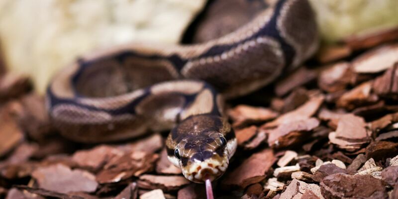 Königspythons (Python regius) sind eine geschützte Art. (Archivbild) - Foto: Christian Charisius/dpa
