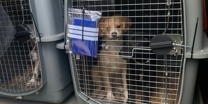 POL-VDMZ: Lebendtierkontrollen auf der BAB 61 - Foto: presseportal.de