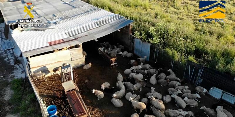 Auf dem von der spanischen Guardia Civil zur Verfügung gestellten Bild ist ein Schlachthof zu sehen, der Fleisch von zum Teil stark unterernährten und kranken Schafen und Ziegen illegal vertrieben haben soll. - Foto: ---/Guardia Civil de España/dpa