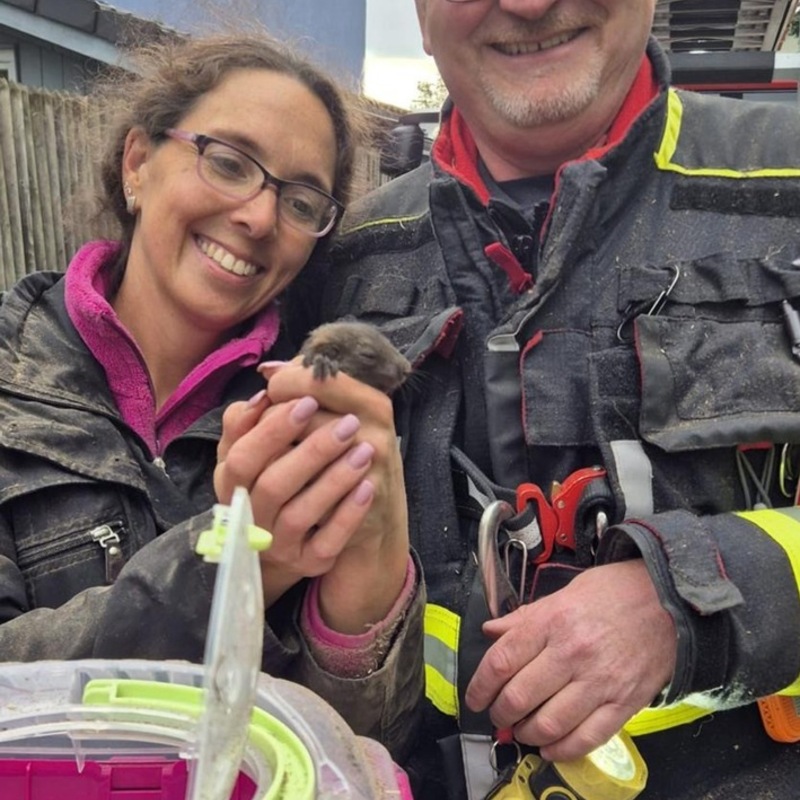 FW-M: Eichhörnchen in Not (Waldtrudering) - Foto: presseportal.de