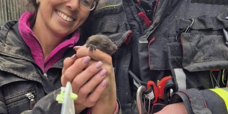 FW-M: Eichhörnchen in Not (Waldtrudering) - Foto: presseportal.de