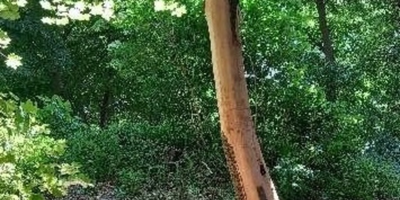 POL-DH: --- Bassum - Bäume auf Schulgelände mutwillig beschädigt --- - Foto: presseportal.de