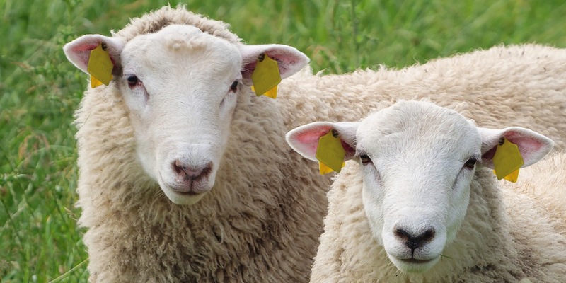 Durch Mücken übertragene Erkrankungen auf dem Vormarsch: Gut geschützt gegen die Blauzungenkrankheit - auf EHD vorbereiten - Impfstoffe in Rekordzeit zugelassen - Foto: presseportal.de