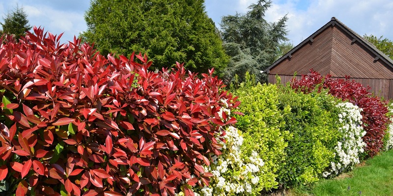 winterharte Heckenpflanzen - Foto: @pixabay