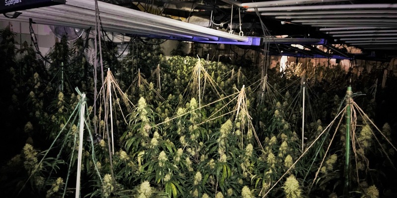 POL-BOR: Südlohn - Polizei stellt Cannabispflanzen und Aufzuchtanlage sicher - Foto: presseportal.de
