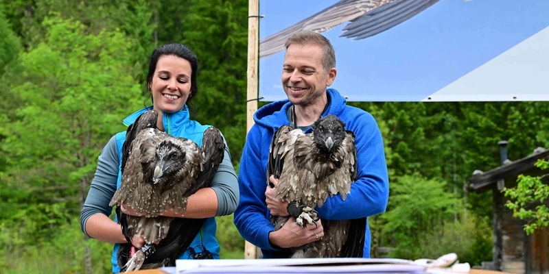 Fünf Jahre Bartgeier-Fieber: Generl und Luisa bereichern die deutsche Alpenwelt / LBV und Nationalpark Berchtesgaden wildern junge Bartgeier aus / Geier in Felsnische per Live-Webcam beobachten - Foto: presseportal.de