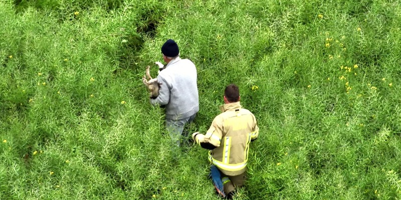 FW-KLE: Geschwächter Hund mit Drohne in Rapsfeld geortet und gerettet - Foto: presseportal.de