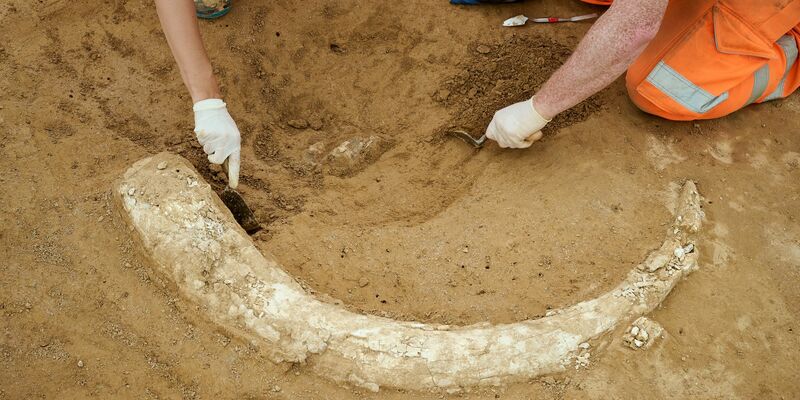 Der Fund stammt aus der Eiszeit und dürfte Experten zufolge mindestens 12.000 Jahre alt sein. - Foto: Moritz Reich/TransnetBW/dpa