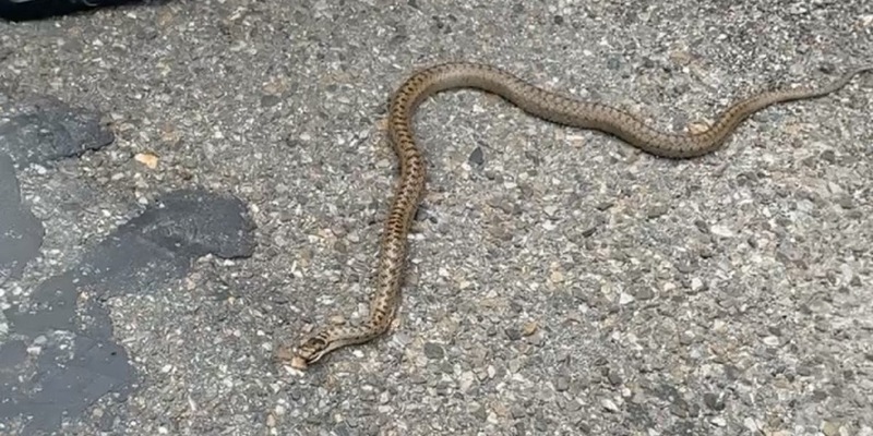 POL-UL: (GP) Geislingen - Verirrte Schlange / Als harmlos stellte sich eine Natter am Dienstag in Geislingen heraus. - Foto: presseportal.de