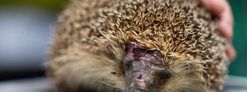 Mähroboter sind wahre Todesfallen für Igel. (Foto-Archiv) - Foto: Marius Becker/dpa