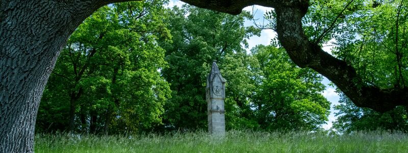 Hinter einer Trauer-Esche, deren Zweige vom Eschentriebsterben gezeichnet sind, ist ein Turm des Schlosses Rosenau zu sehen. - Foto: Pia Bayer/dpa